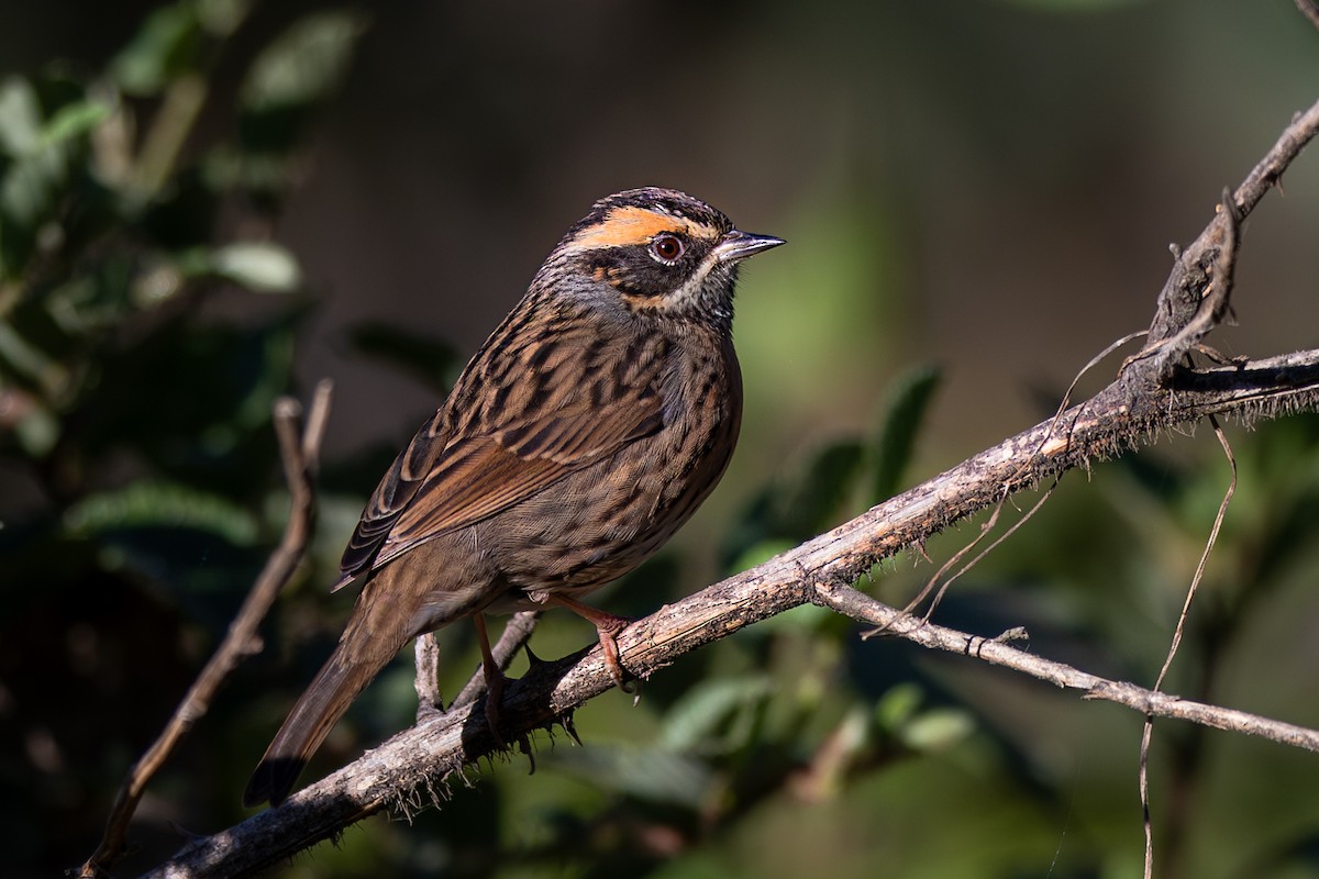 Rufous-breasted Accentor - ML611747222