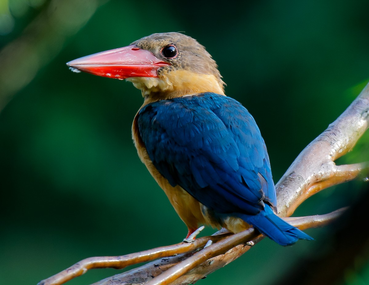 Stork-billed Kingfisher - Neoh Hor Kee