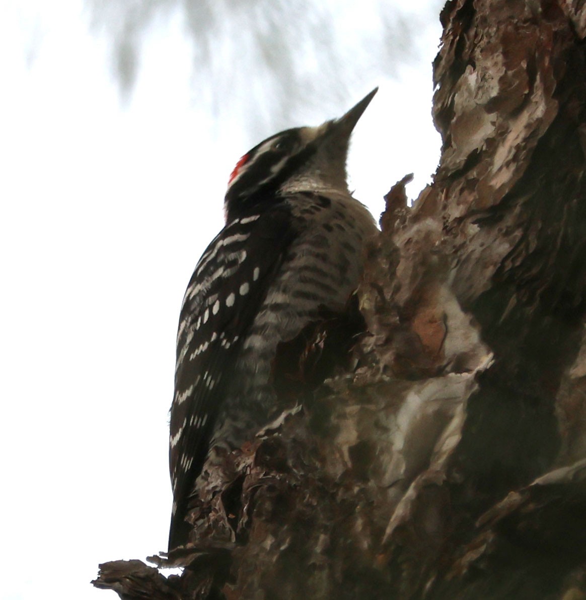 Nuttall's Woodpecker - ML611747983