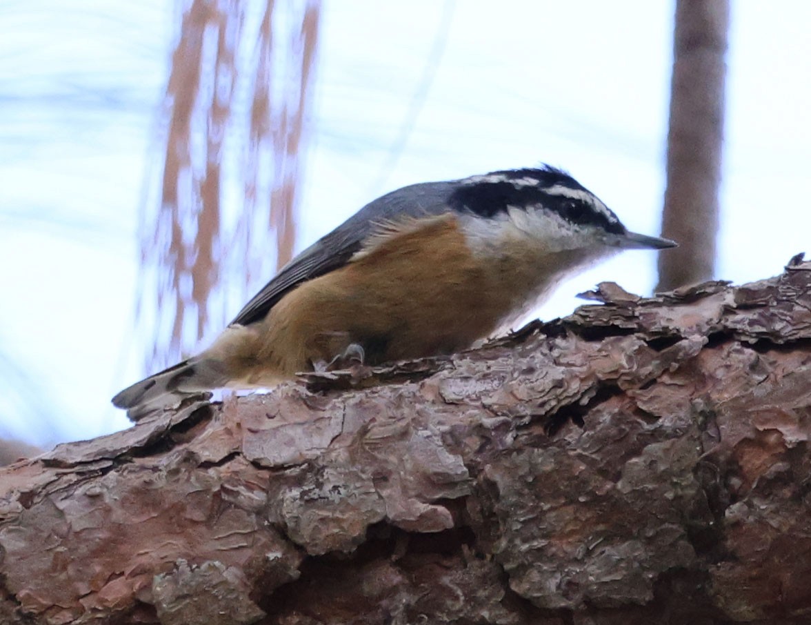 Red-breasted Nuthatch - ML611747991
