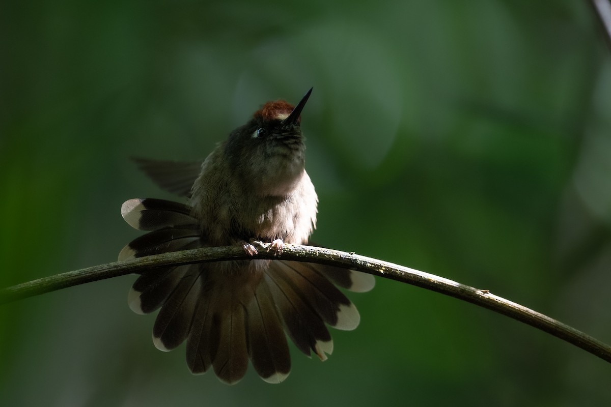 kolibřík hnědotemenný - ML611748128