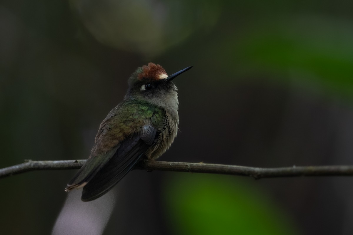 kolibřík hnědotemenný - ML611748129
