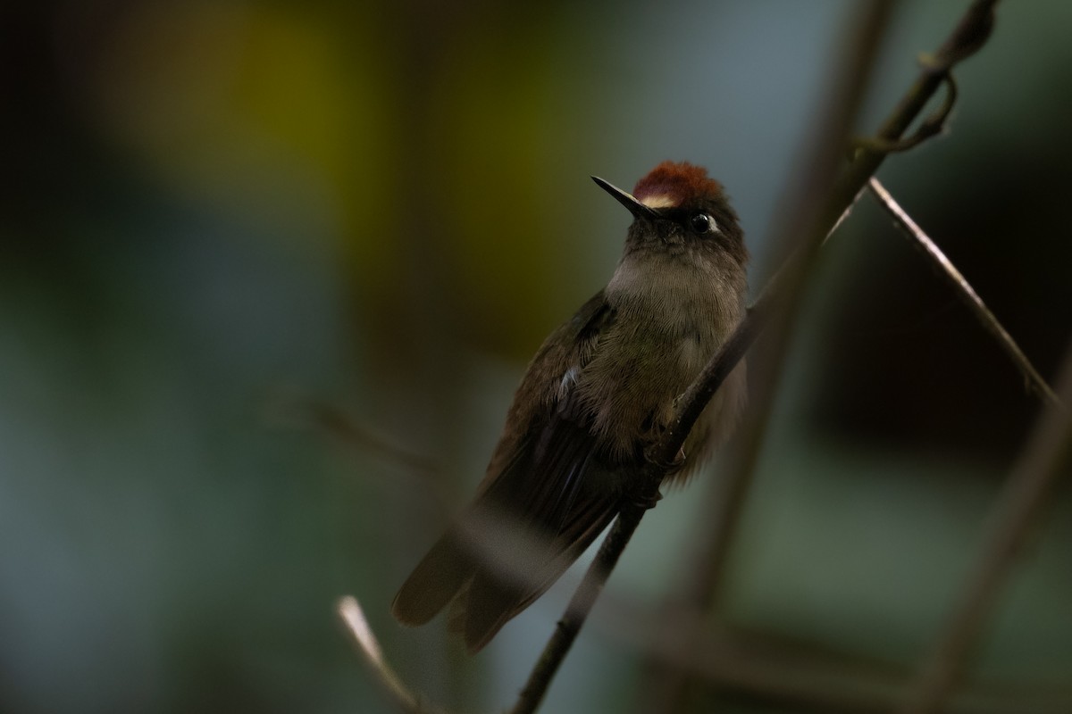 kolibřík hnědotemenný - ML611748130