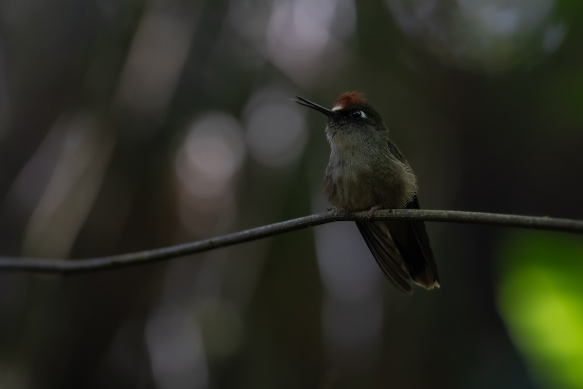 kolibřík hnědotemenný - ML611748131