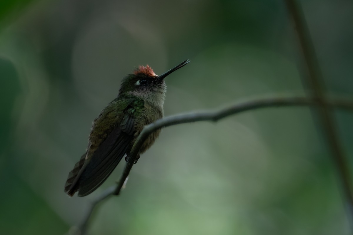 kolibřík hnědotemenný - ML611748132