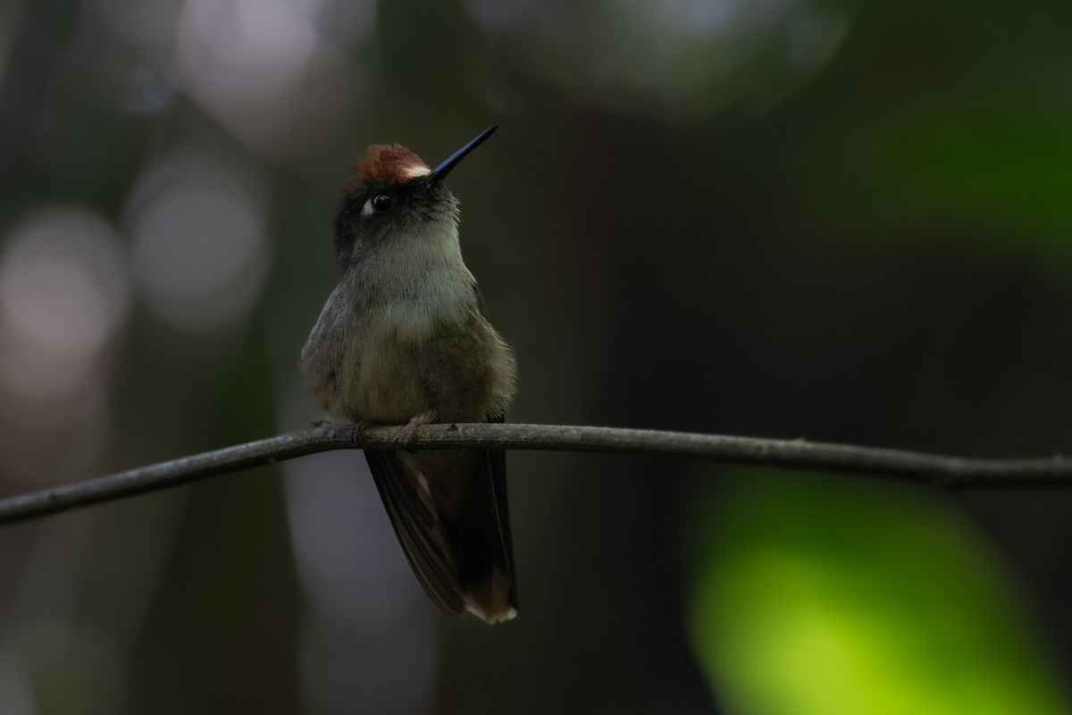 kolibřík hnědotemenný - ML611748133