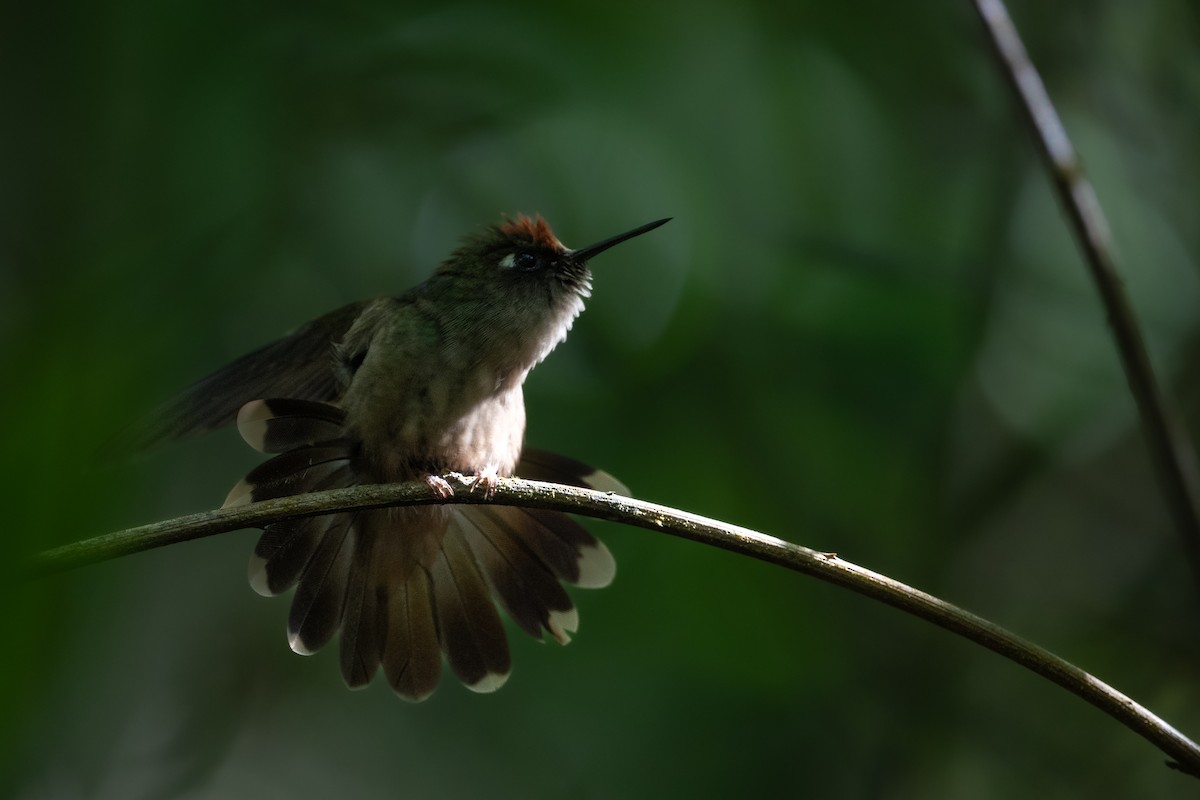 kolibřík hnědotemenný - ML611748134