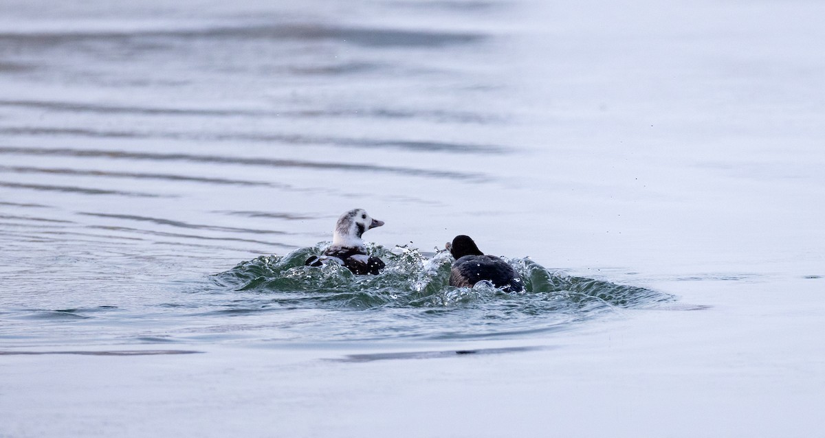 Long-tailed Duck - Kate Persons