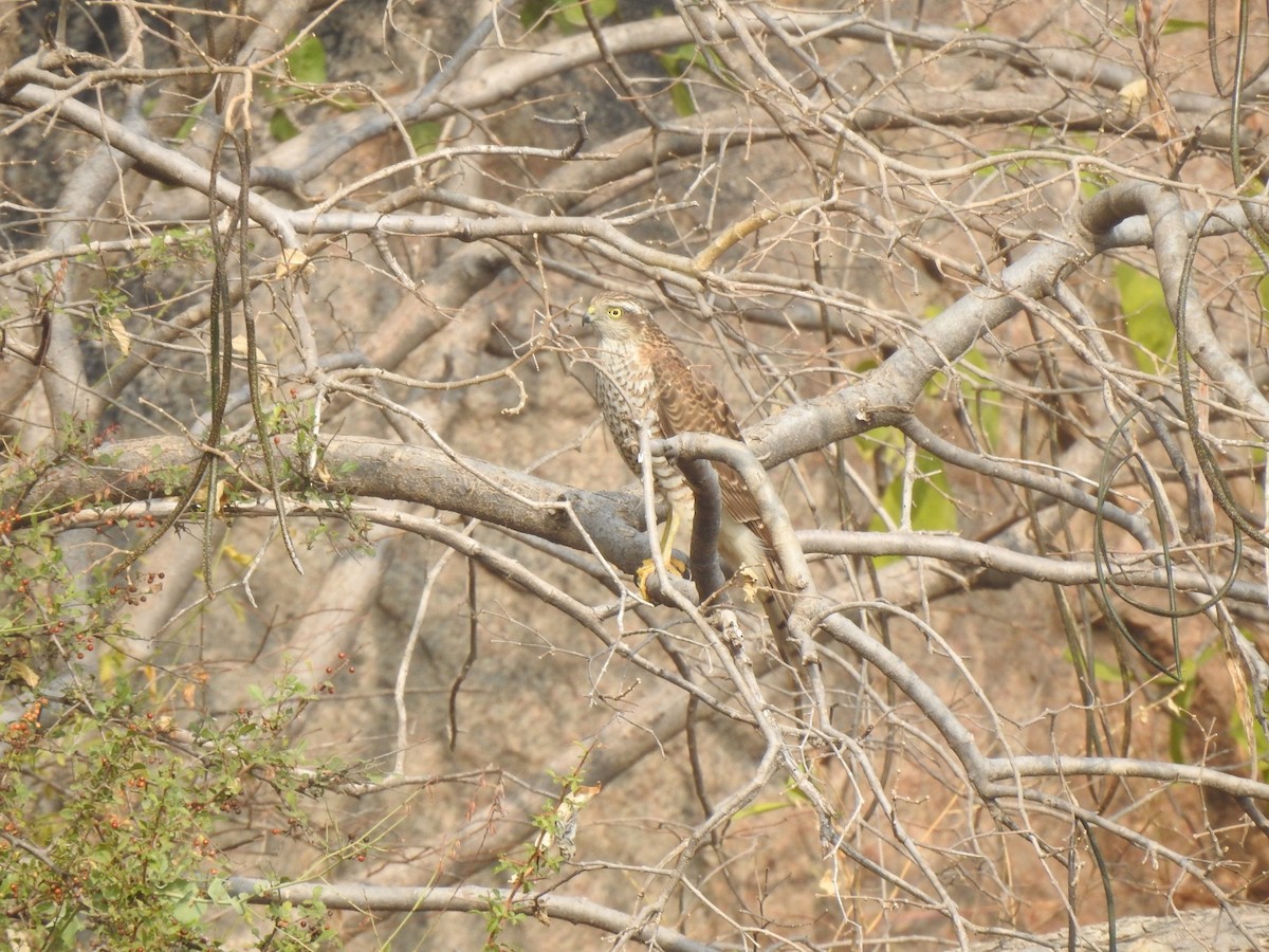 Eurasian Sparrowhawk - ML611748697