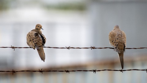 Mourning Dove - James Kendall