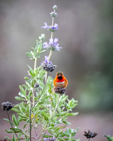 Allen's Hummingbird - James Kendall