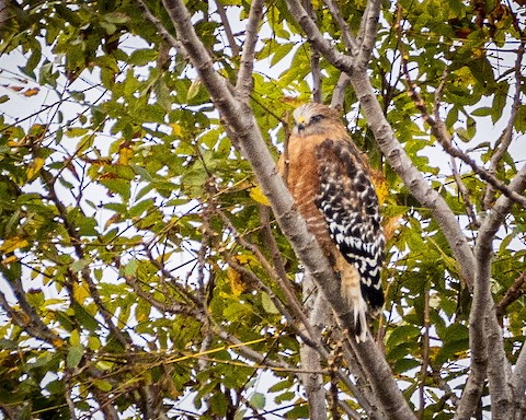 Red-shouldered Hawk - James Kendall