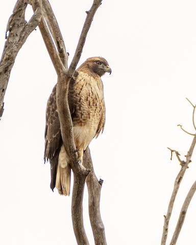 Red-tailed Hawk - James Kendall