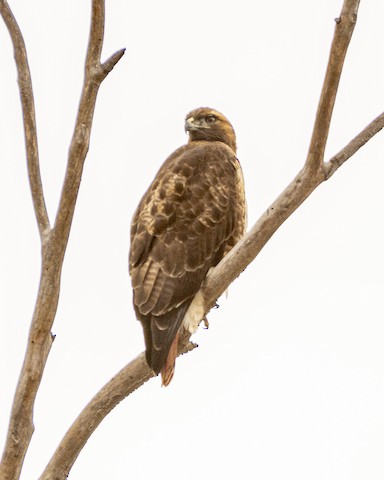 Red-tailed Hawk - James Kendall