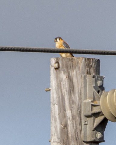 American Kestrel - James Kendall