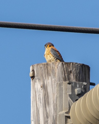 American Kestrel - James Kendall