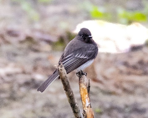 Black Phoebe - James Kendall