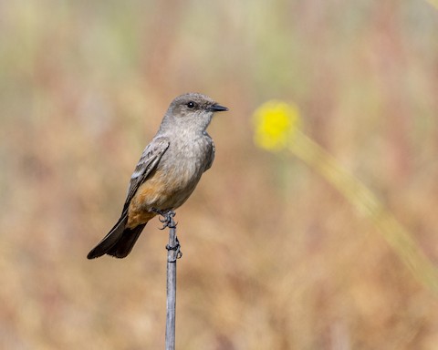 Say's Phoebe - James Kendall