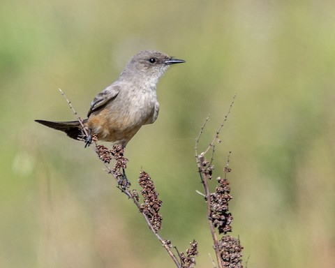 Say's Phoebe - James Kendall