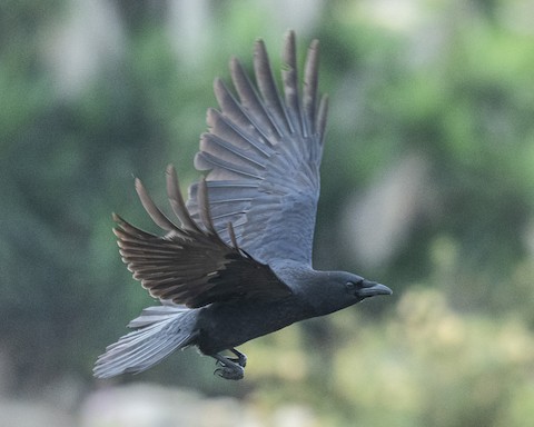 American Crow - James Kendall