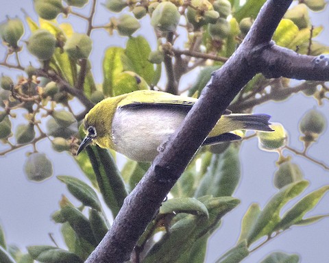 Swinhoe's White-eye - James Kendall