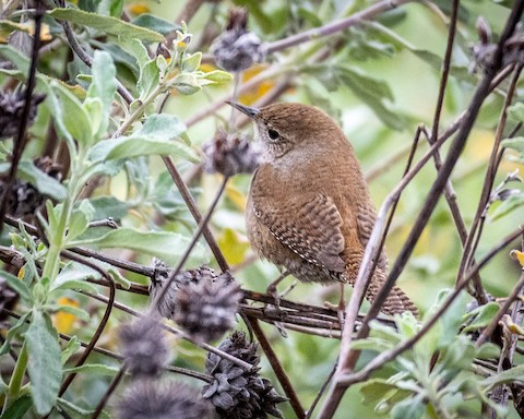 House Wren - James Kendall