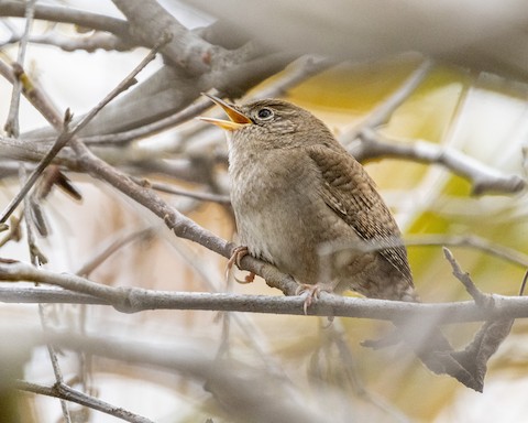 House Wren - James Kendall