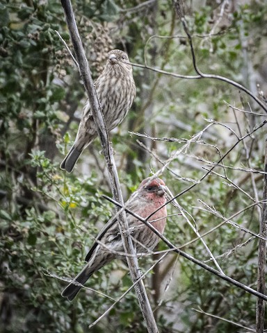 House Finch - James Kendall