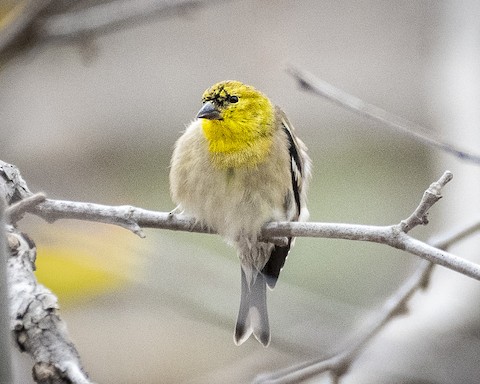 American Goldfinch - James Kendall