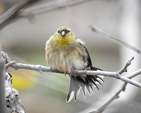 American Goldfinch - James Kendall