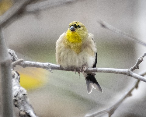 American Goldfinch - James Kendall