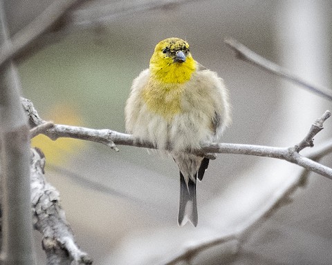 American Goldfinch - James Kendall