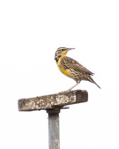 Western Meadowlark - James Kendall