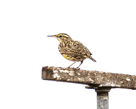 Western Meadowlark - James Kendall