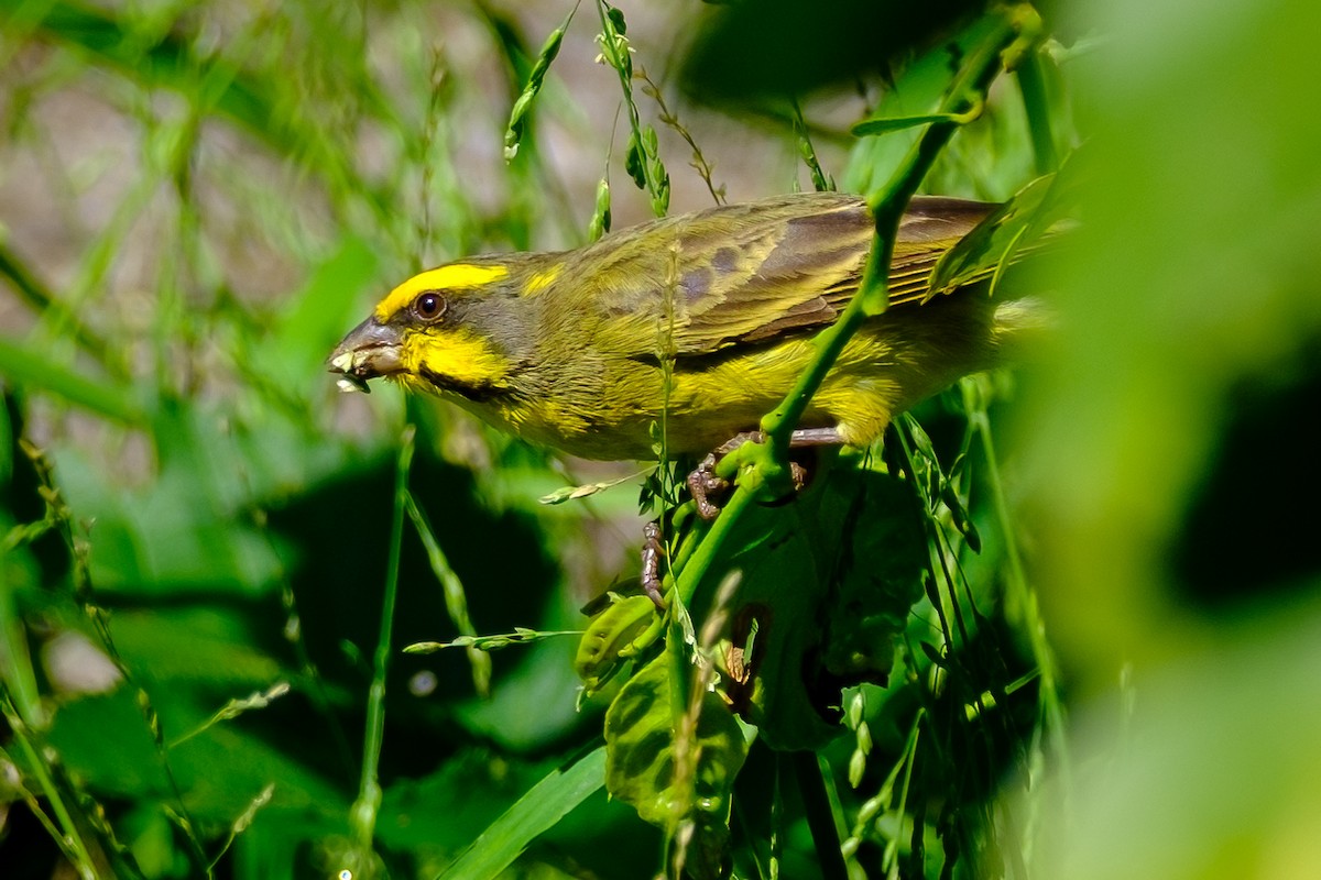 Yellow-fronted Canary - ML611748904