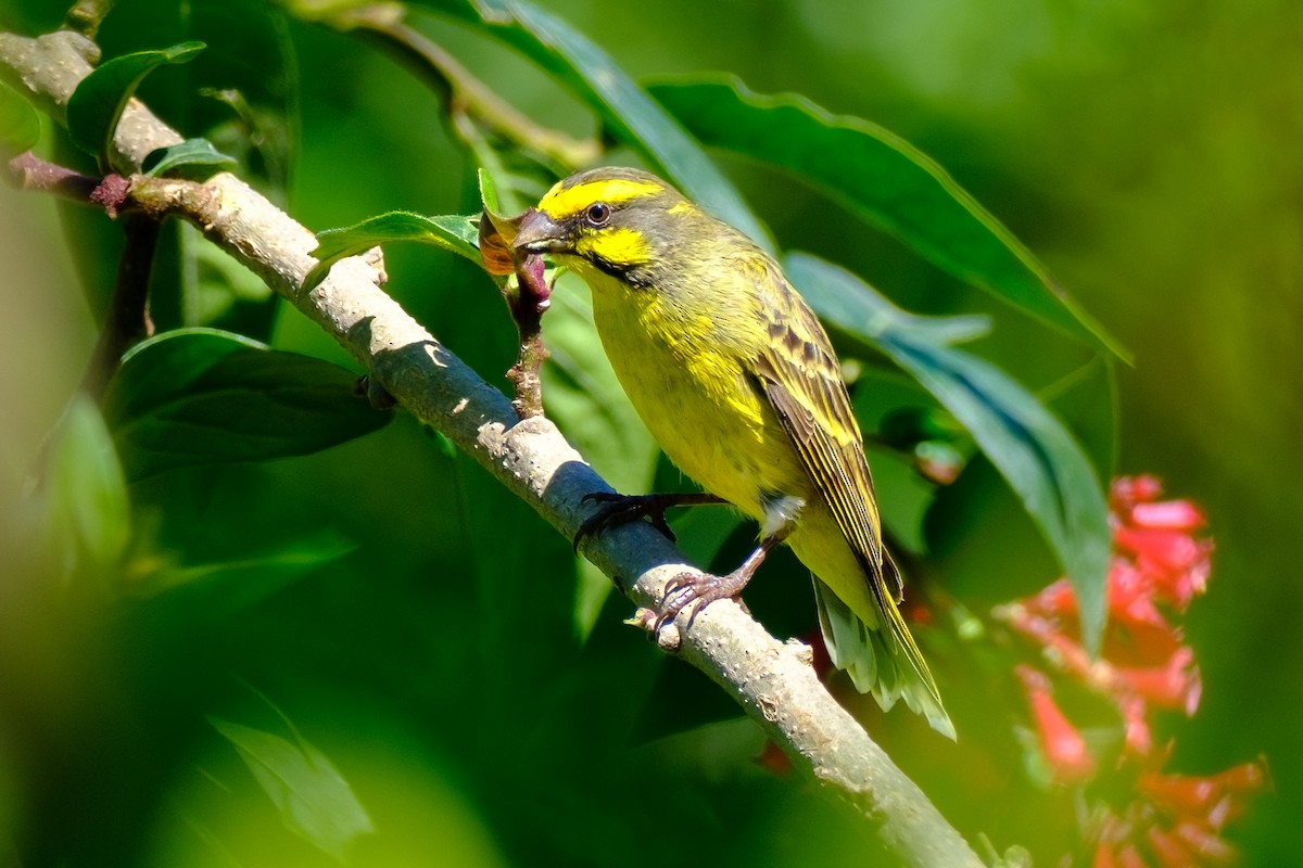Yellow-fronted Canary - ML611748905