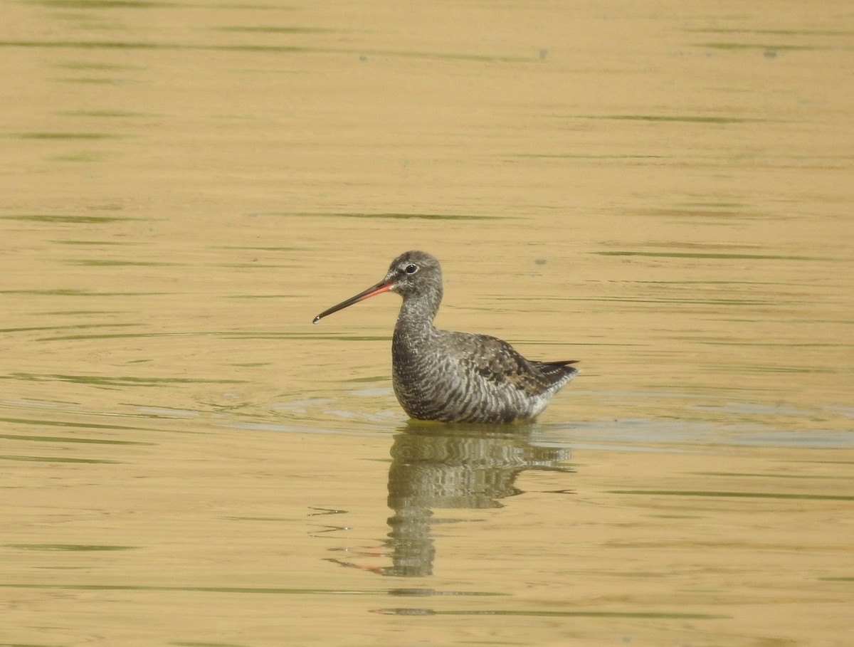 Spotted Redshank - ML611748943