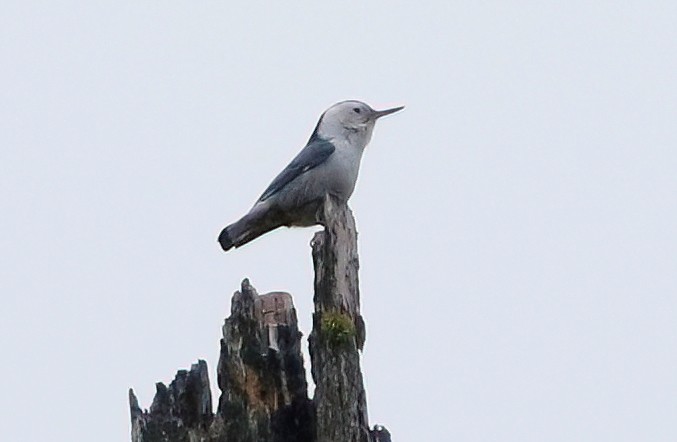 White-breasted Nuthatch - ML611748960