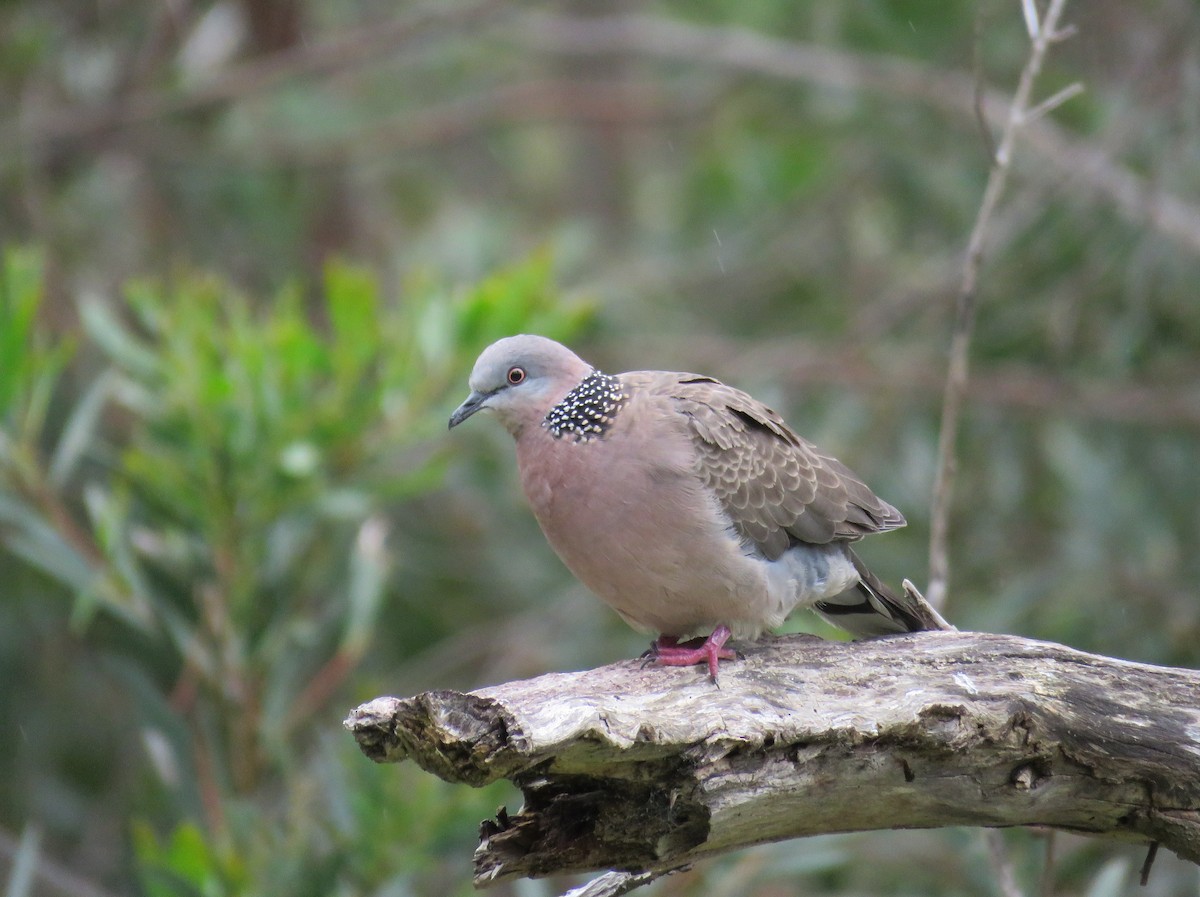 Spotted Dove - ML611749289