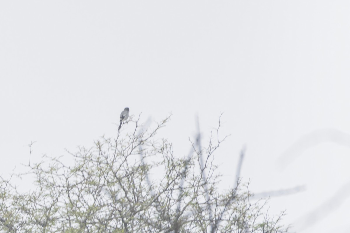 Loggerhead Shrike - ML611749510
