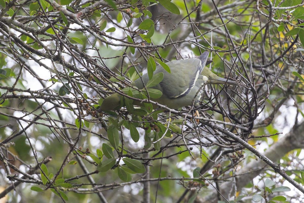 Madagaskar Yeşil Güvercini - ML611749767
