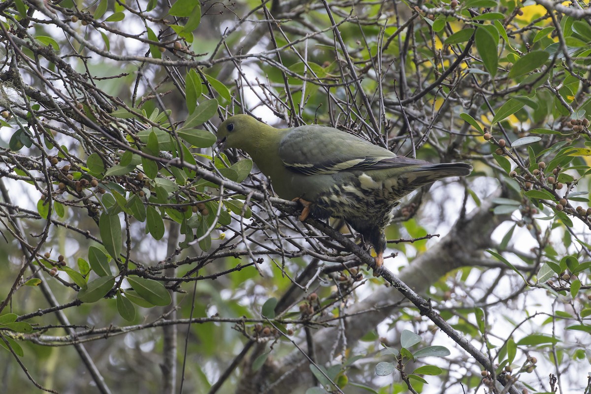 Мадагаскарский зелёный голубь - ML611749768