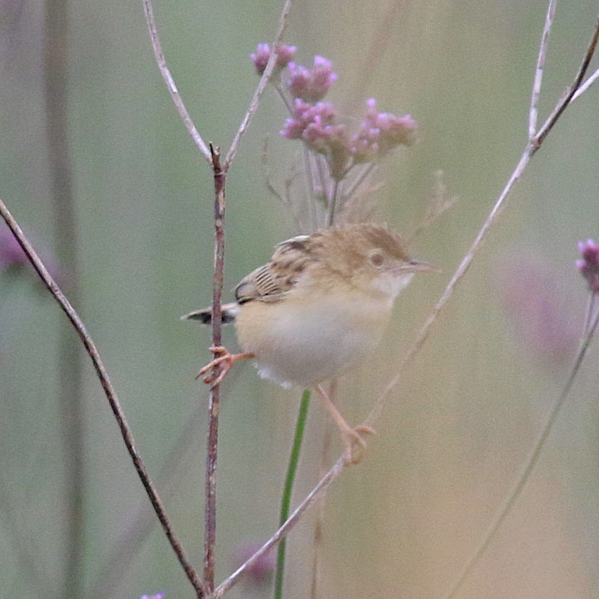 Zitting Cisticola - ML611749849