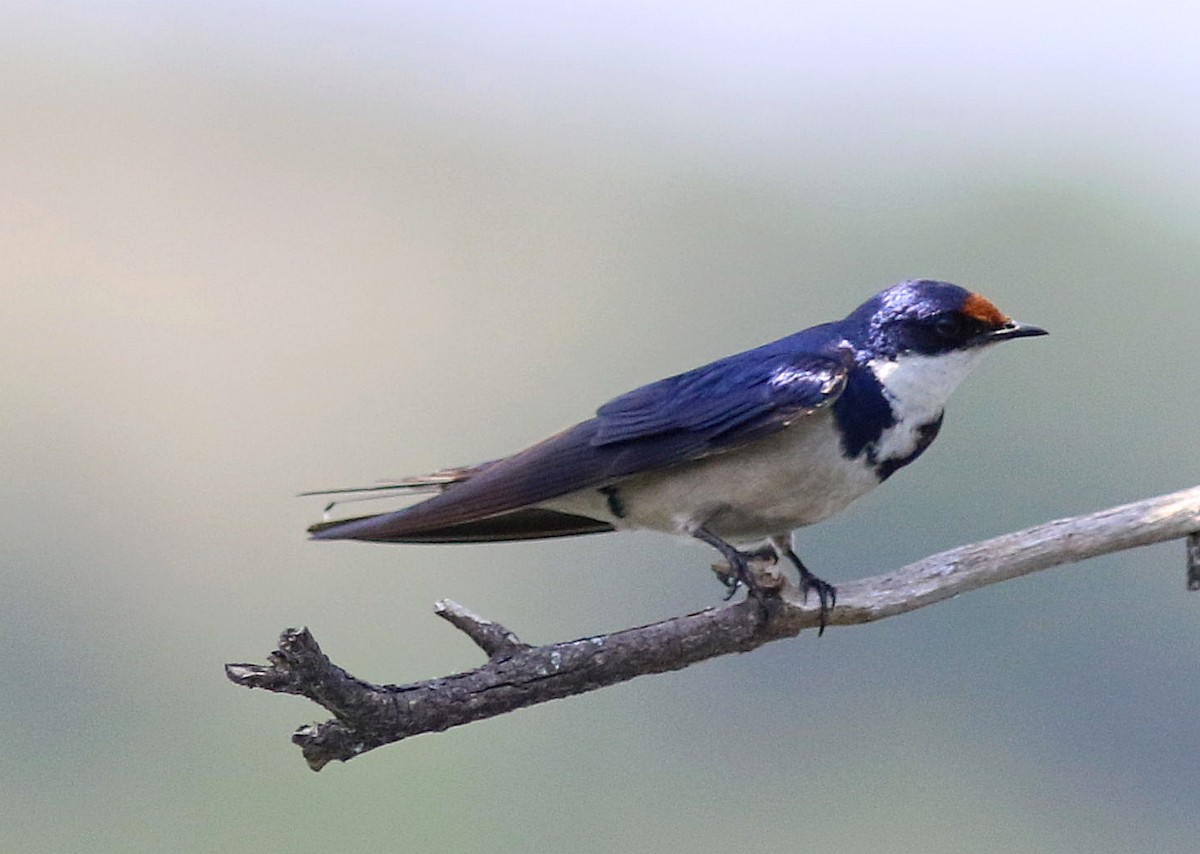 White-throated Swallow - ML611749852