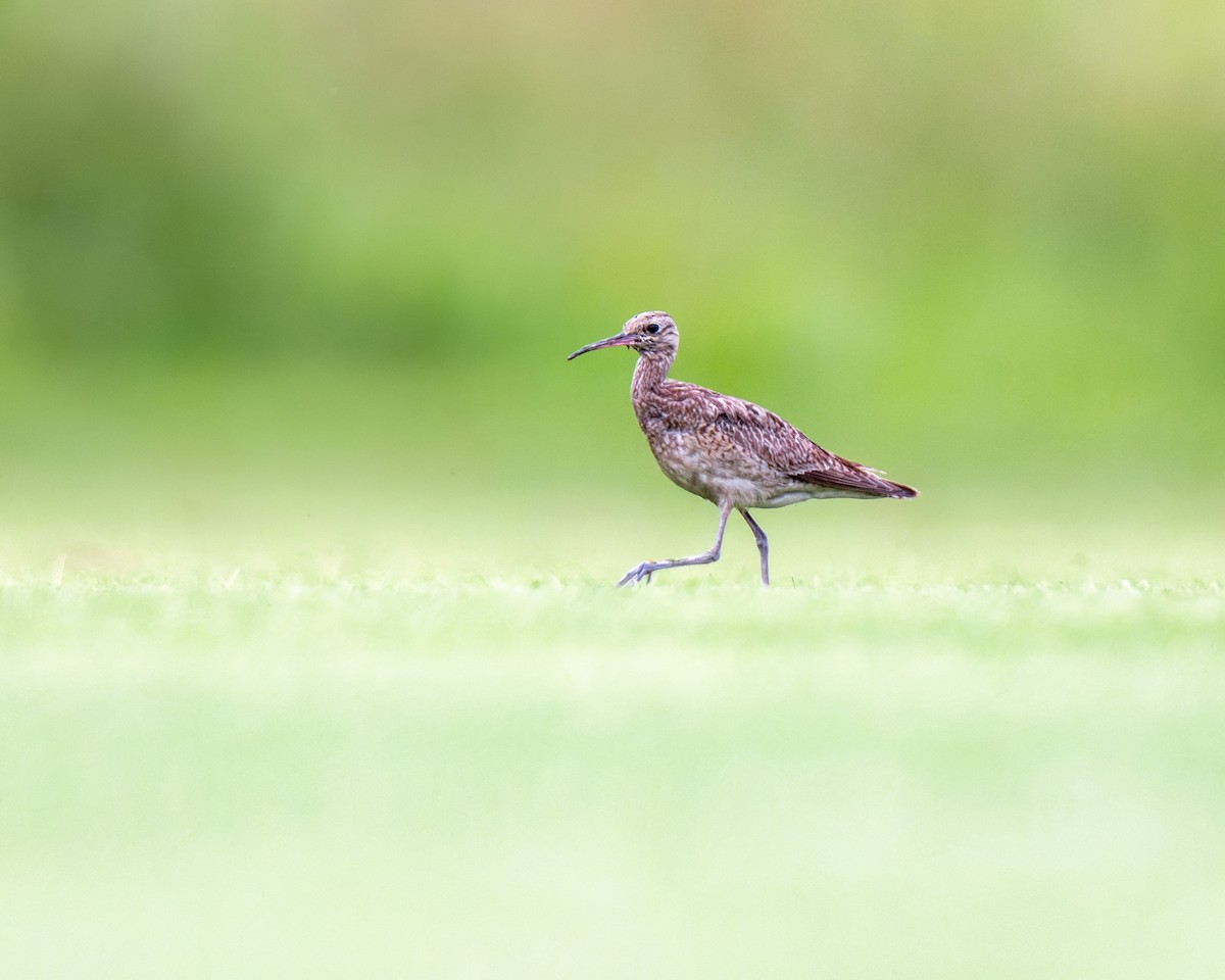 Little Curlew - ML611749857