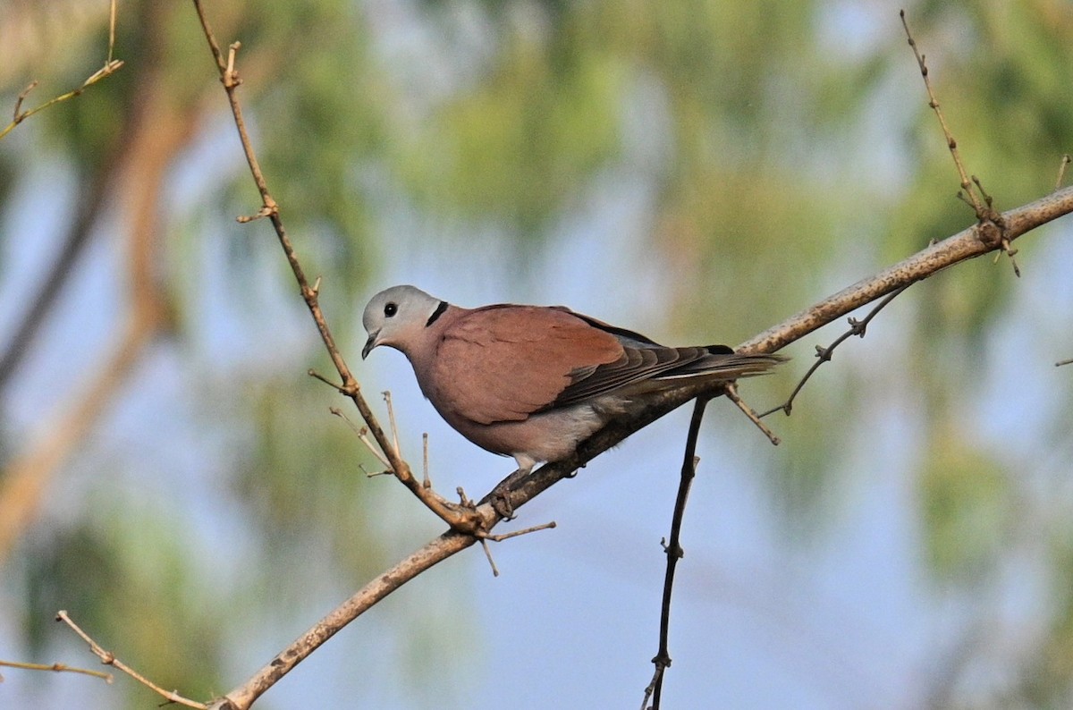 Red Collared-Dove - ML611750096