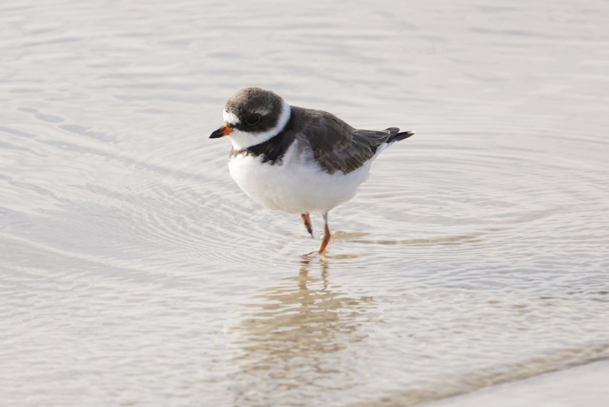 Semipalmated Plover - ML611750437