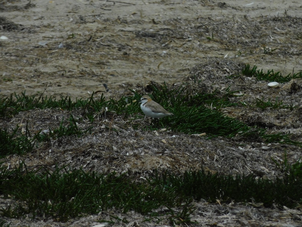 Red-capped Plover - ML611750698