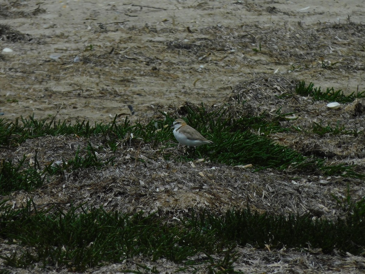 Red-capped Plover - ML611750703