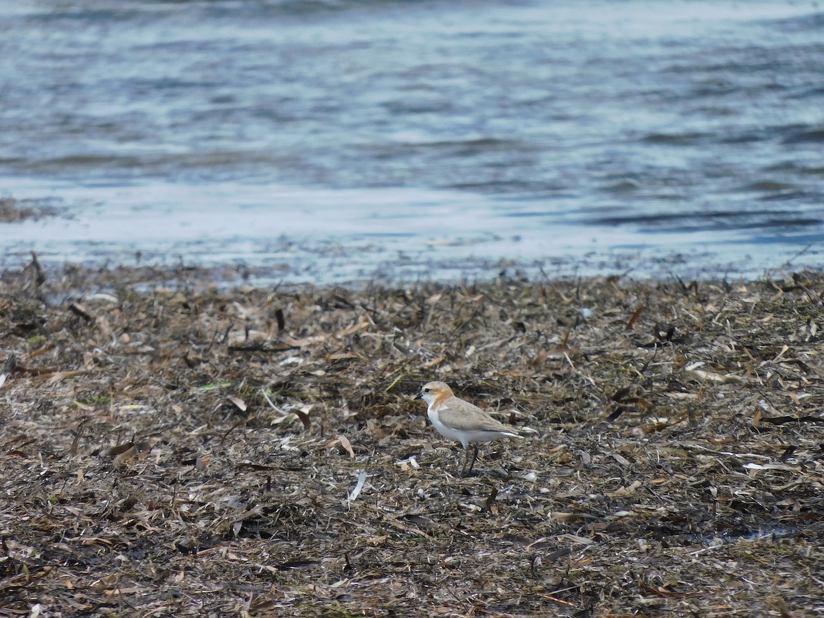 Red-capped Plover - ML611750721